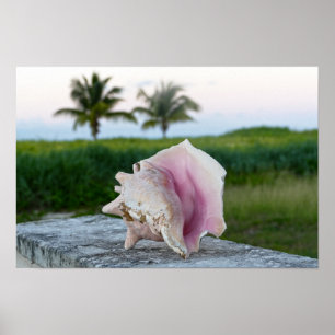 Affiche Coquille de l'Escargot de Mer reine sur un mur, Le
