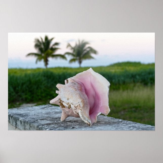 Affiche Coquille de l'Escargot de Mer reine sur un mur, Le (Devant)