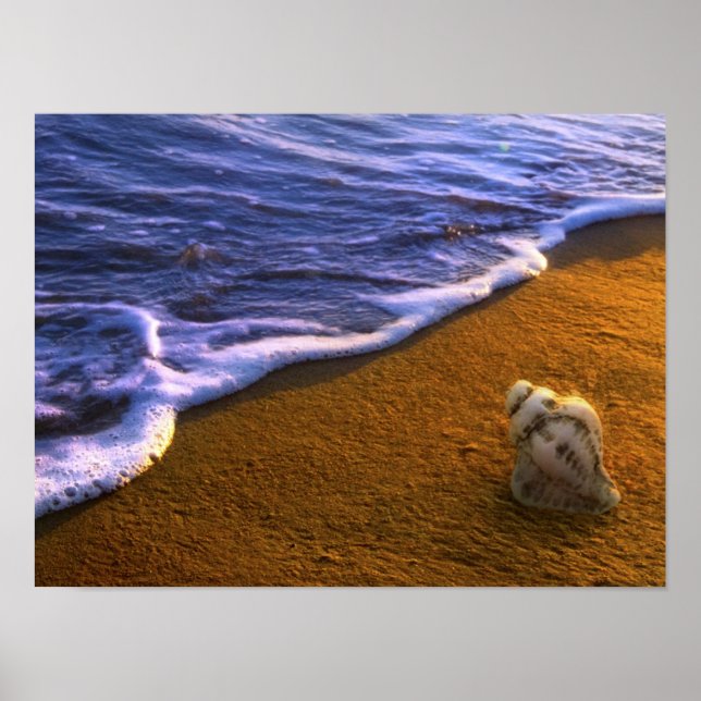 Affiche Coquille De Mer Dans La Zone De Surf (Devant)
