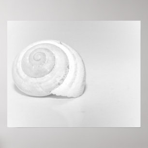 Affiche Coquille d'escargot blanc Photographie minimaliste