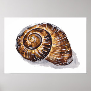 Affiche Coquille d'escargot marron