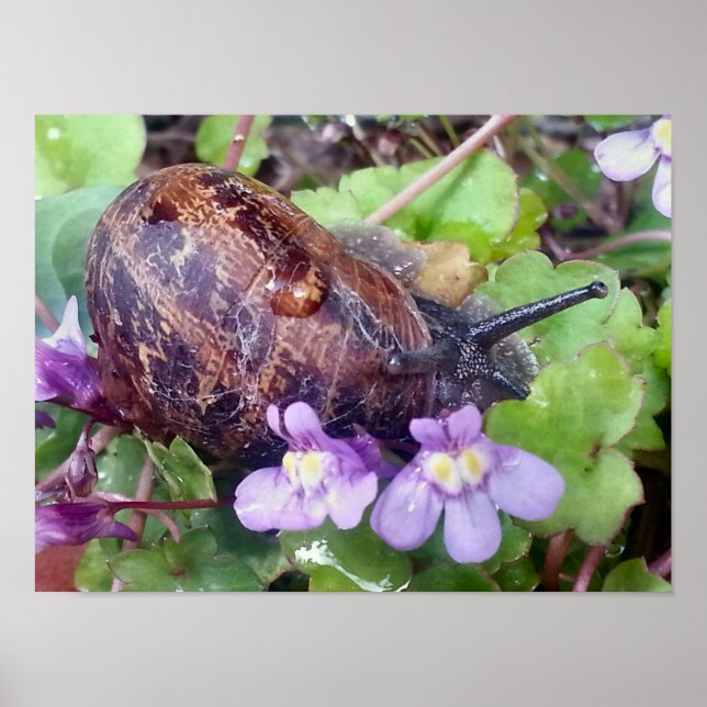 Affiche Coquille effrayée (Devant)