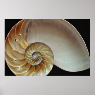 Affiche Coquille magnifique de Nautilus