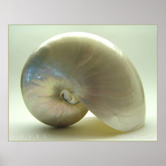 Affiche Coquille n° 1