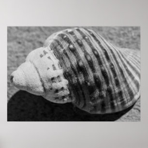 Affiche Coquille océanique noir et blanc