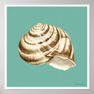 Affiche Coquille striée Sepia sur Turquoise