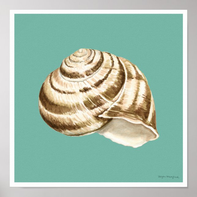 Affiche Coquille striée Sepia sur Turquoise (Devant)