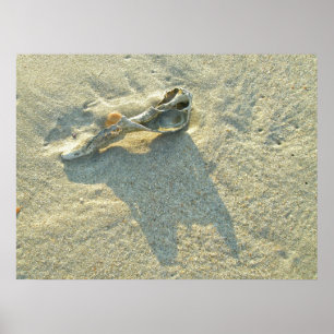 Affiche Coquille Wave Washed