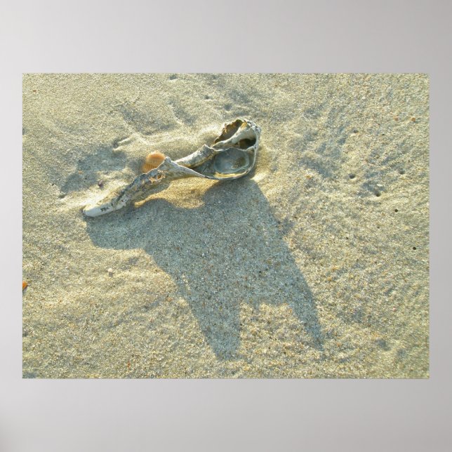 Affiche Coquille Wave Washed (Devant)