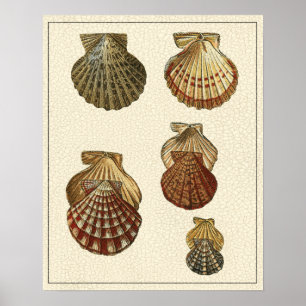 Affiche Coquilles antiques craquelées