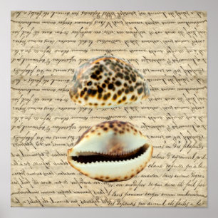 Affiche Coquilles de cauri
