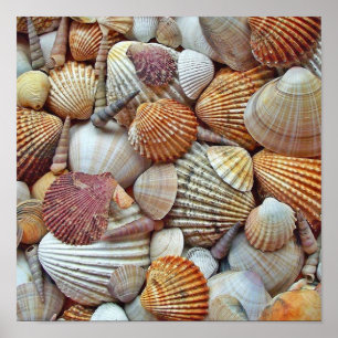 Affiche Coquilles de mer