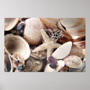 Affiche Coquilles de mer