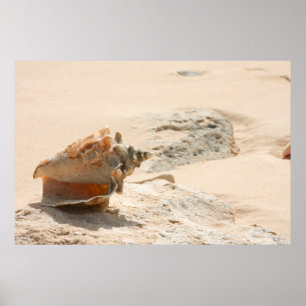 Affiche Coquilles de mer sur la plage