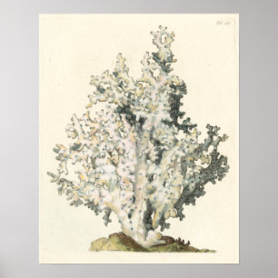 Affiche Corail d'aquarelle antique