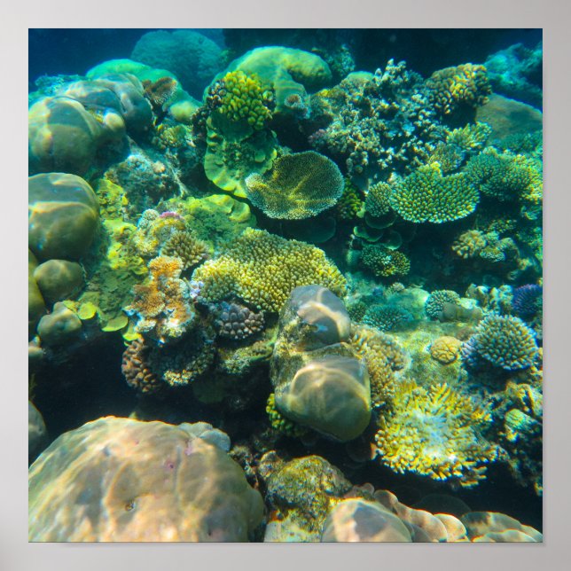 Affiche Corail de la Grande Barrière de Corail - #2 (Devant)