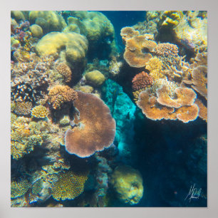 Affiche Corail de la Grande Barrière de Corail signé - #3