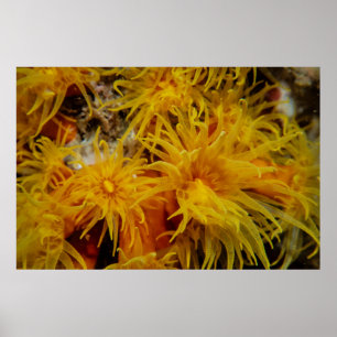 Affiche Corail de tasse orange