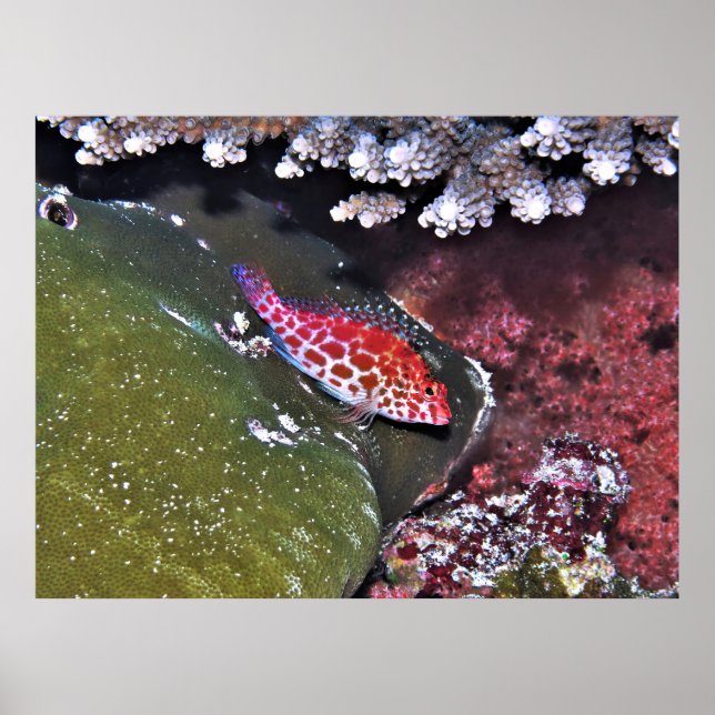 Affiche Corail et Hawkfish (Devant)