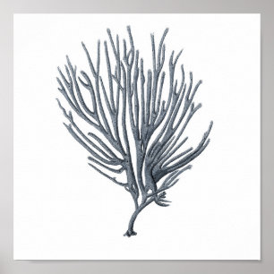 Affiche Corail gris de mer de l'impression #6 du groupe