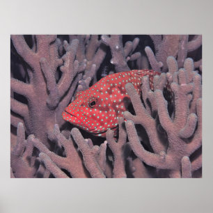Affiche Corail Hind dans le corail