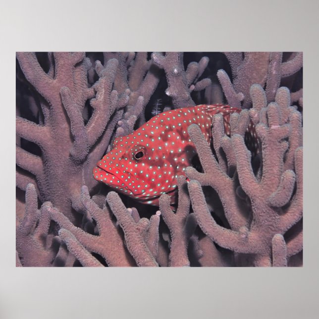 Affiche Corail Hind dans le corail (Devant)