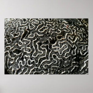 Affiche Corail noir et blanc II Photo de nature abstraite