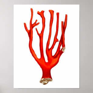 Affiche Corail rouge, illustration de la vie marine