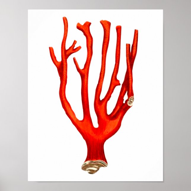 Affiche Corail rouge, illustration de la vie marine (Devant)