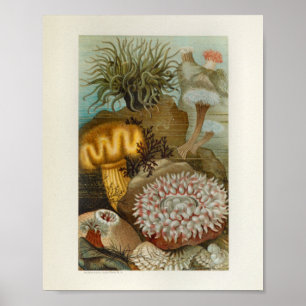 Affiche Corail Sea Anemone Marine Life Imprimer
