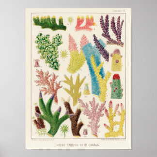 Affiche Corail vintage Great Barrier Reef Fishes 14