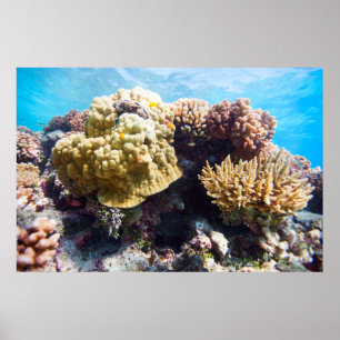 Affiche Coral reef