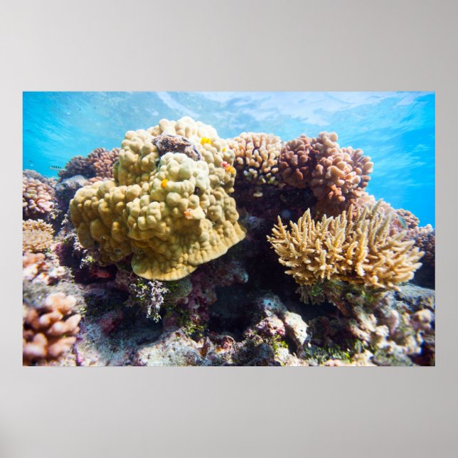 Affiche Coral reef (Devant)