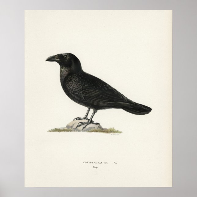 Affiche Corbeau (Devant)
