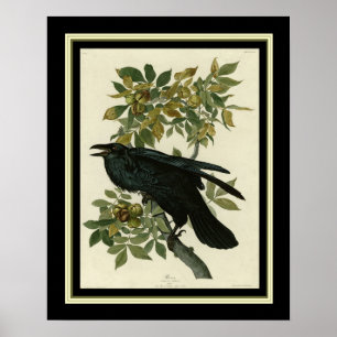 Affiche Corbeau Audubon Imprimer 16x20