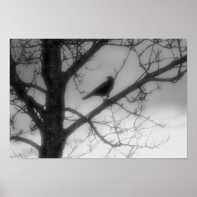 Affiche Corbeau Fantôme (Devant)
