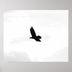 Affiche Corbeau noir et blanc 16x20