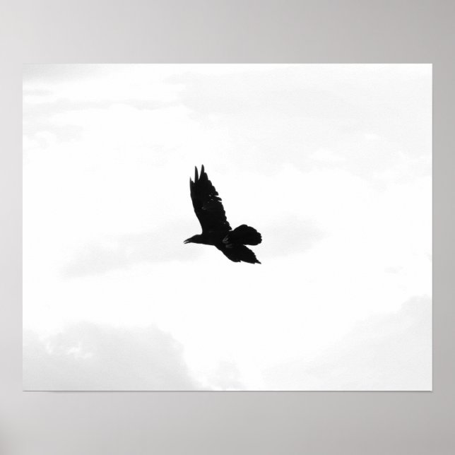 Affiche Corbeau noir et blanc 16x20 (Devant)