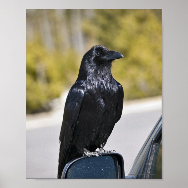 Affiche Corbeau noir - Tirage d'art (Devant)