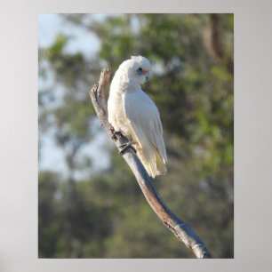 Affiche Corella Bird