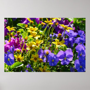 Affiche Coréopsis jaune et Violas pourpre Coloré Floral