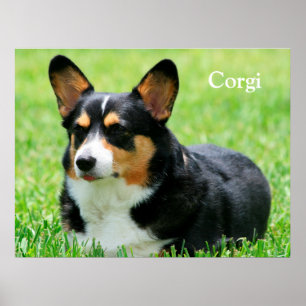 Affiche Corgi gallois de Cardigan