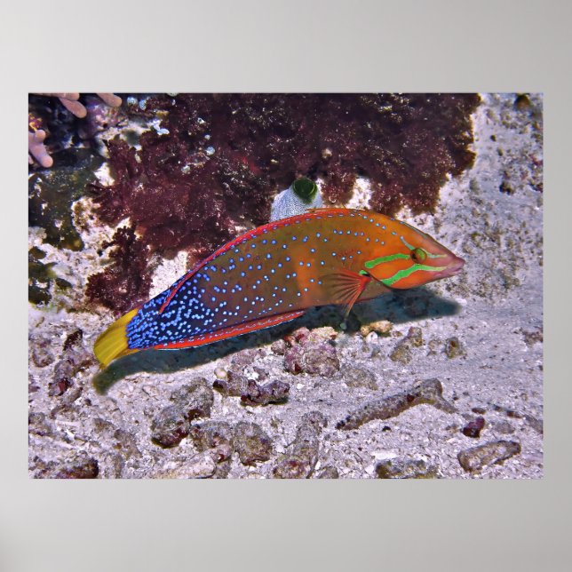 Affiche Coris rouge (Devant)