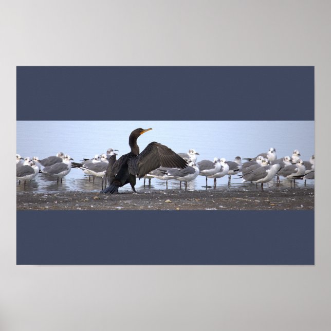 Affiche Cormoran avec Mouettes (Devant)