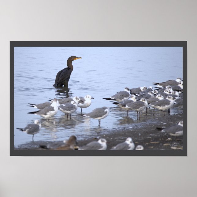 Affiche Cormoran avec Mouettes  (Devant)