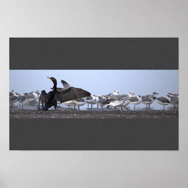 Affiche Cormoran avec Mouettes  (Devant)