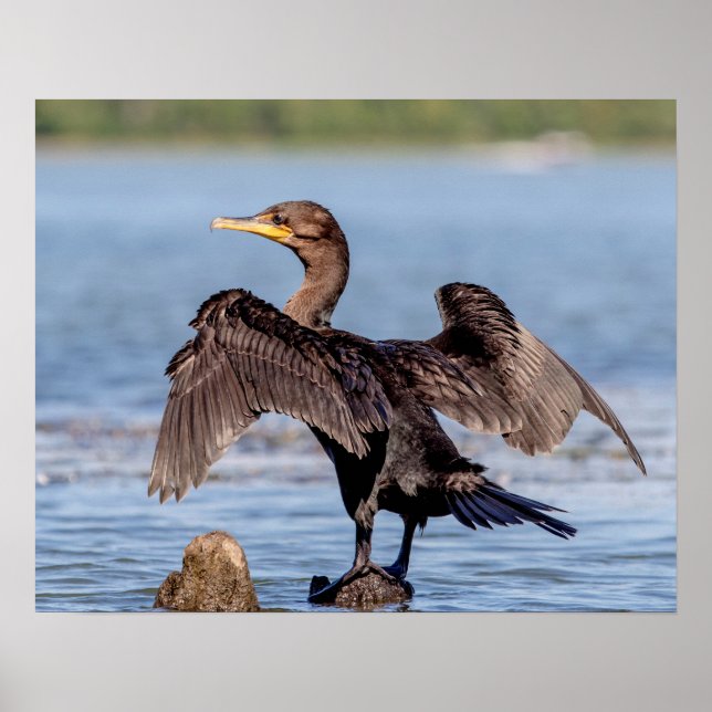 Affiche Cormorant à aigrettes sur le lac Champlain (Devant)