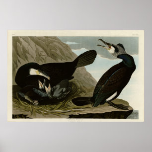Affiche Cormorant commun - d'Audubon's Birds of America
