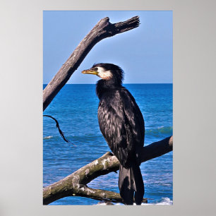 Affiche Cormorant dans New Plymouth