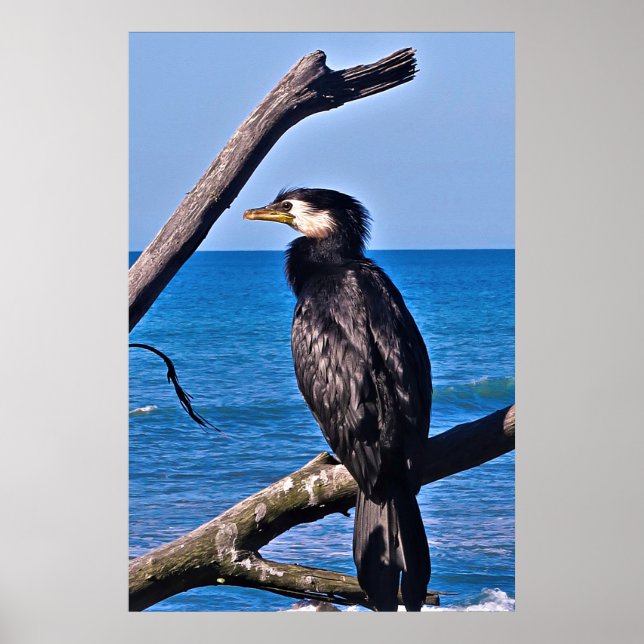 Affiche Cormorant dans New Plymouth (Devant)